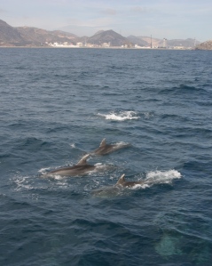 Bottlenose dolphins just outside of Cartagena port.
