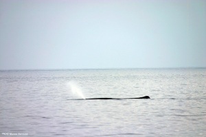 A sperm whale yesterday morning with its characteristic spout emerging diagonally forwards from the sole nostril on the left side.